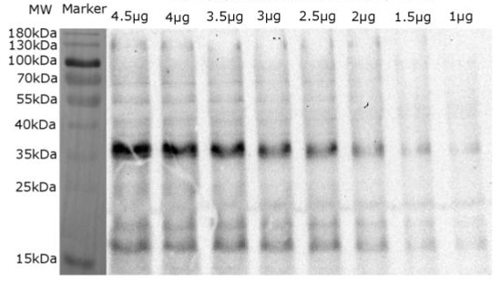 Wstern blot using anti-Lhcb4 | CP29 (Lhcb4) homolog (Ostreococcus tauri) antibodies